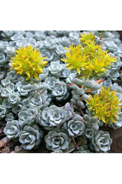 Очиток лопатчатолистий `Капе Бланко`